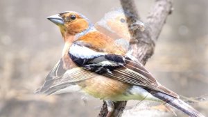 Зяблик - интересные факты (Фото, Видео, Голос птицы)