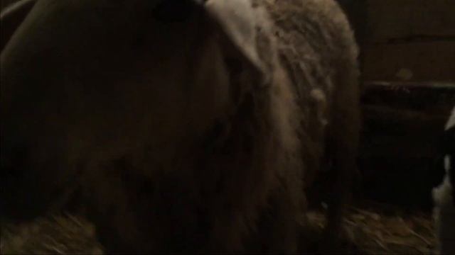 Что нужно делать чтобы овца приняла ягнёнка ?Очень крупный ягнёнок вес в два дня ! смотреть онлайн