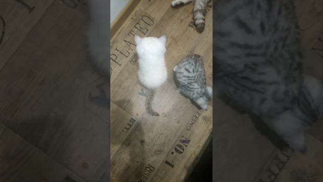 британские и шотландские котята шиншиллы смотреть онлайн