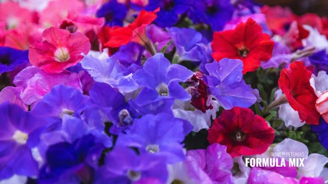 PETITTI Petunia Spotlight | How to Grow & Care for Petunias & Calibrachoas смотреть онлайн