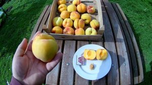 Сорт персика ДОНЕЦКИЙ ЖЕЛТЫЙ