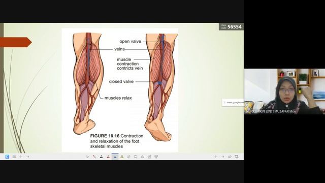 Biology Form 4 Chapter 10.3 Mechanism of Heartbeat смотреть онлайн