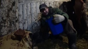 ОТЁЛ Коровы / принимаем РОДЫ  /  Теленок застрял, Помощь при Отеле