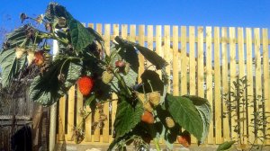 Забор из доски на металлокаркасе, своими руками. Ширина 20м, высота 2,5м.