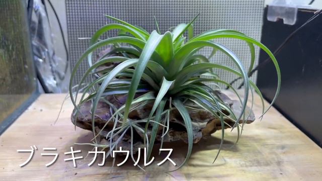 エアープランツのコルク・板・流木・岩に着生/全て見せます