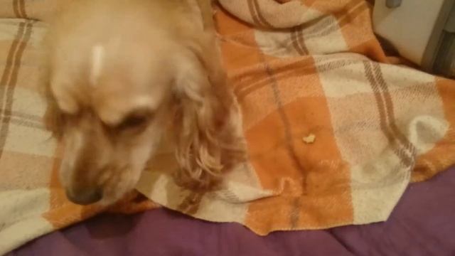 Кокер спаниель Дана ест сырую картошку))) смотреть онлайн
