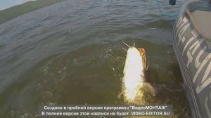 Ловля сома на перемет