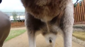 Как выглядит сумка кенгуру