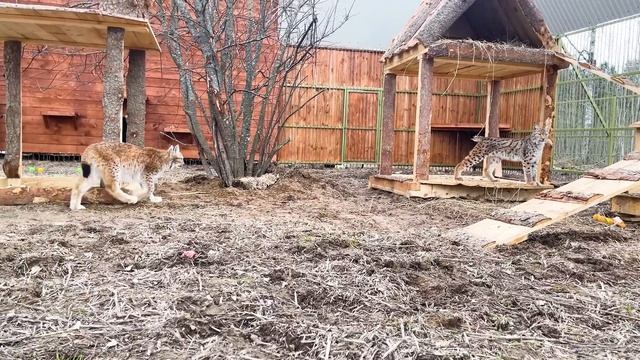 ДОЖДАЛИСЬ! Рысь Клео ПОДРУЖИТСЯ С Тимкой?? Видео выкупленной рыси, которую покалечил человек ❤️ смотреть онлайн