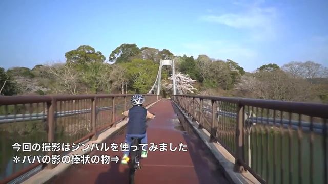 【7歳/小学生/サイクリング】TREK Precaliber 24 8-speed Suspensionに乗って桜満開の江汐公園を走ってきたよ смотреть онлайн