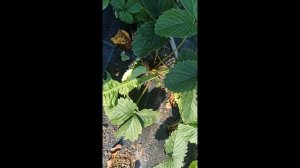 АГРОВОЛОКНО. ПОКУПАТЬ или НЕТ? Плюсы и минусы  агроволокна! КЛУБНИКА ОСЕНЬЮ