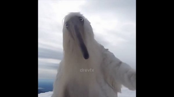 Opium Birds ORIGINAL and EDIT