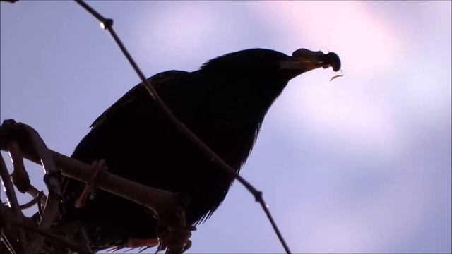 Sony DSC HX300 quality test смотреть онлайн