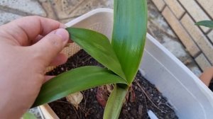 вирус мозаики на гиппеаструмах, два вида пятен, которые должны вас насторожить