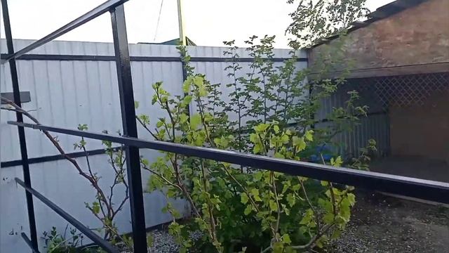 Виноградник своими руками!!! Без опыта сварки смотреть онлайн