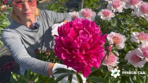 Paul M Wild peony. Поль М. Уайлд пион. Пулков сад