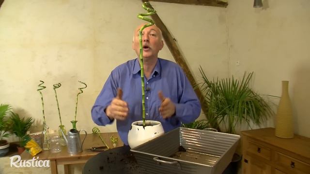 Cultiver le Lucky bamboo смотреть онлайн