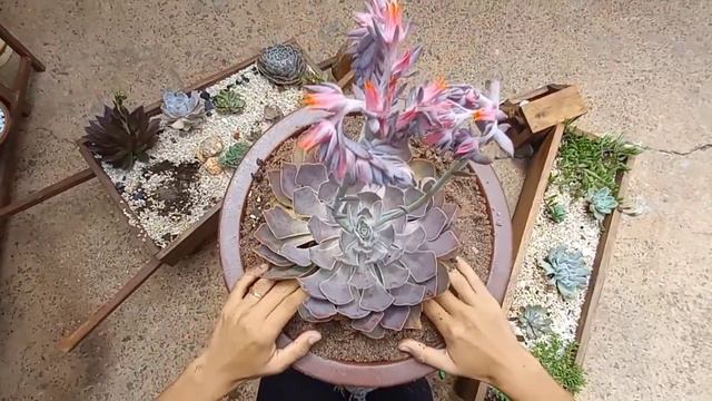 Echeveria Shaviana Peregrina Ganha Um Vaso Novo! смотреть онлайн