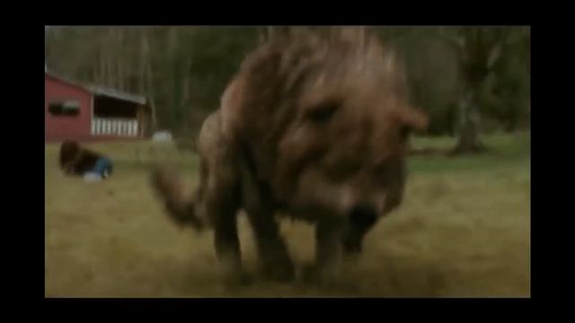 белый волк ауф смотреть онлайн