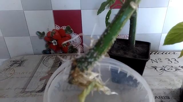 Бругмансия. Покупка и высадка черенков. смотреть онлайн