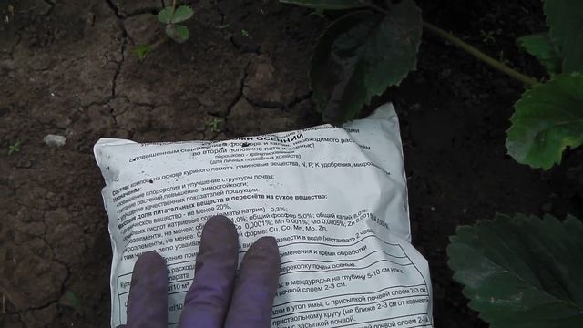 ЧЕМ ПОДКОРМИТЬ КЛУБНИКУ ОСЕНЬЮ ОБЯЗАТЕЛЬНАЯ ПОДКОРКА КЛУБНИКИ ДЛЯ ВЫСОКОГО УРОЖАЯ смотреть онлайн