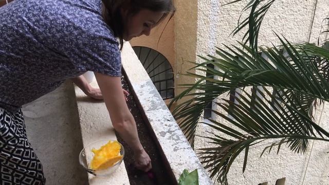 Как посадить манго! Ваша Макарова смотреть онлайн