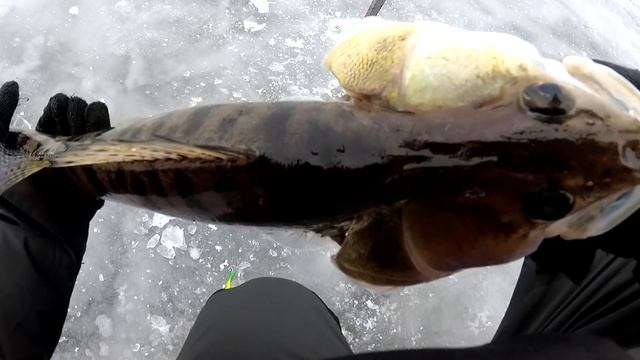 ОГРОМНЫЕ СУДАКИ ВЫРЫВАЮТ УДОЧКУ ИЗ РУК!!! ЛОВЛЯ СУДАКА ЗИМОЙ НА БАЛАНСИР. Зимняя рыбалка 2021 смотреть онлайн