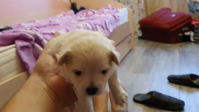 Щенки болонки и лабрадора на продажу по 10 тыщ. Родились 12.09 смотреть онлайн