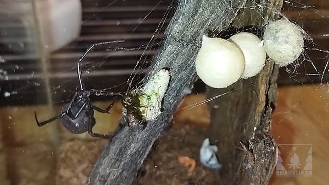 Кормление каракурта (Latrodectus tredecimguttatus) смотреть онлайн