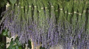 Выращивание Лаванды как бизнес идея