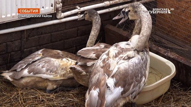 В Стародубе спасли от гибели лебедей смотреть онлайн