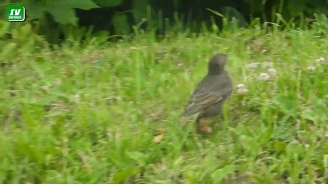 NIKON P1000. 3 года использования. смотреть онлайн