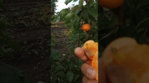 Абрикос Спринг Блаш.