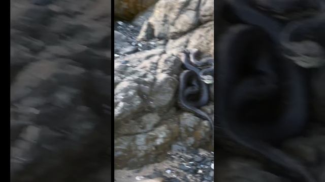 HUGE snake on beach. Part 2. Diamond Python. #nature #beach #wildlife смотреть онлайн