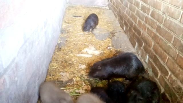 СОДЕРЖАНИЕ И КОРМЛЕНИЕ НУТРИЙ! смотреть онлайн