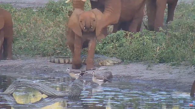 Та́и — национальный парк в Кот-д'Ивуаре - Africam Tau смотреть онлайн