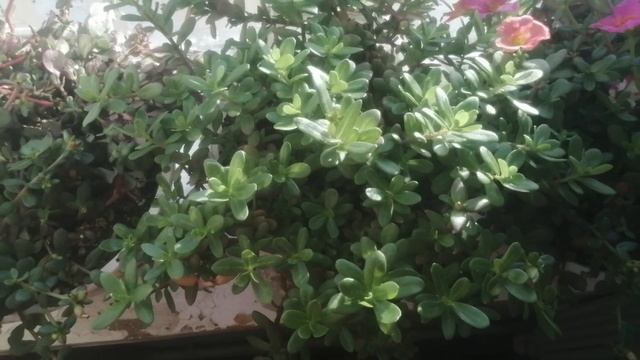 Фильмы о Боевых Искусствах и Боевиках