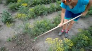 Полольники Стремя и Стриж