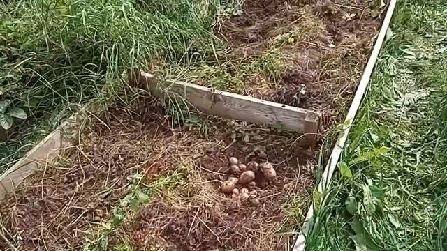Результат посадки мелкого картофеля в грядки под сеном. смотреть онлайн
