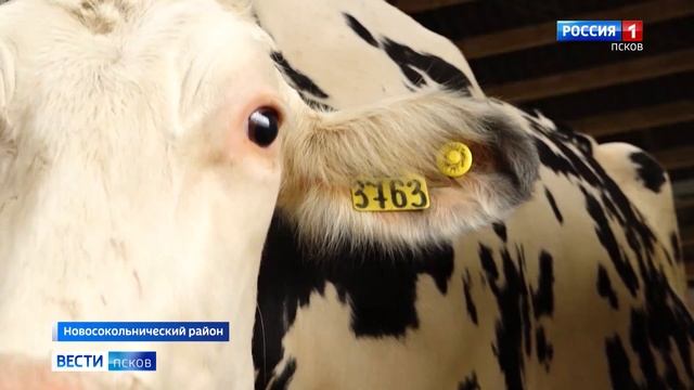 Как преобразились парковые зоны Локни и Новосокольников, и что будет с заброшенным кинотеатром? смотреть онлайн