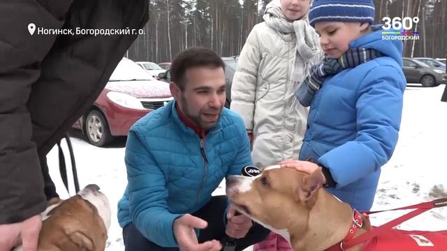Американский стаффордширский терьер, мифы и реальность. Питомник Ценный Приз. смотреть онлайн
