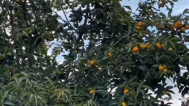 Спеет Хурма/ Растут огурцы и укроп в теплице/ Ветер 22м/сек. смотреть онлайн