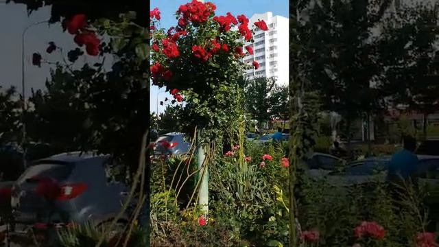 Розы в Краснодаре. ЖК Московский. ул. Карякина. Весна 2020 смотреть онлайн