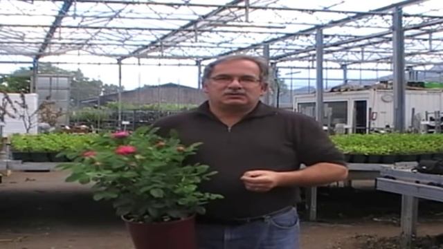 Die Rose Rose De Resht