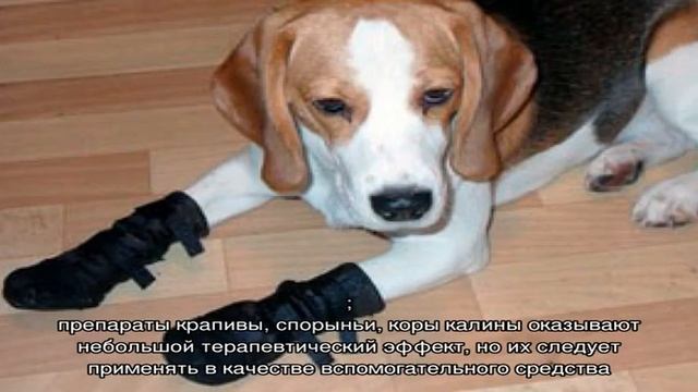 Собака порезала лапу смотреть онлайн