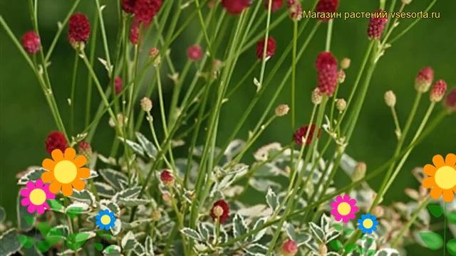 Кровохлебка мензиса Дали Марбл. Краткий обзор, описание sanguisorba menziesii Dali Marble смотреть онлайн