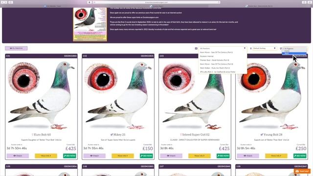 Registering and bidding with Excelsior Pigeon смотреть онлайн
