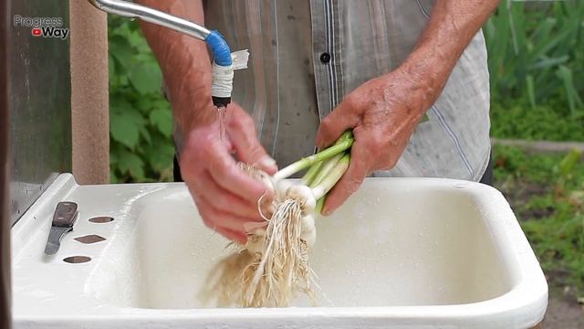 ЧЕСНОК НЕ БУДЕТ ВЛАЗИТЬ В ЛАДОНЬ КАК ТОЛЬКО ОБОРВАЛИ СТРЕЛКИ РАЗВЕДИТЕ ЭТОТ ПОРОШОК И ПОЛЕЙТЕ ЧЕСНО смотреть онлайн