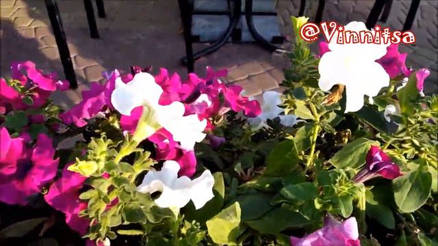 ДІВЧИНА з 𝓢 𝓾 𝓹 𝒆 𝓻 Красивими волосами 🌺 Квітуча ПЕТУНІЯ | Приємний ВІДПОЧИНОК ╰❥ @MobyLife