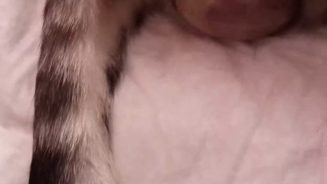роды у бенгальский кошки смотреть онлайн